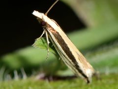 Erechthias stilbella