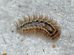 Phryssonotus australis