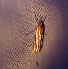 Hednota recurvellus