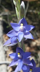 Shy Sun Orchid (Thelymitra graminea) · iNaturalist