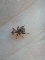 Stephanorhynchus crassus