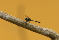 Tetrathemis camerunensis