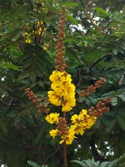 Peltophorum pterocarpum