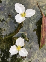 Sagittaria pygmaea