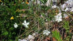 Dianthus acicularis