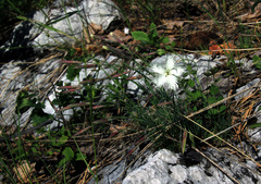 Dianthus acicularis