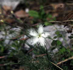 Dianthus acicularis