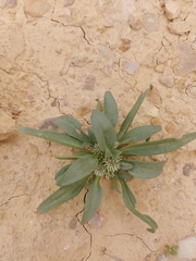 Gymnarrhena micrantha