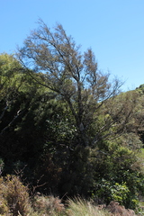 Sophora microphylla microphylla