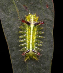 Anaxidia lactea