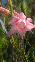 Gladiolus virgatus