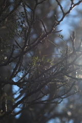 Sophora microphylla microphylla