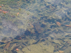 Channa striata