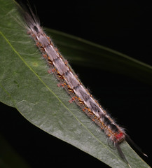 Nataxa flavescens