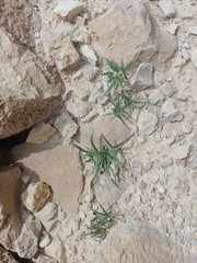 Gymnarrhena micrantha