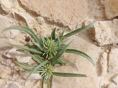 Gymnarrhena micrantha