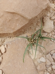 Colchicum palaestinum