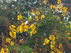 Peltophorum pterocarpum