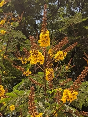 Peltophorum pterocarpum