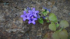 Campanula elatines