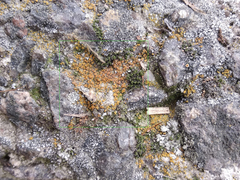 Xanthocarpia crenulatella