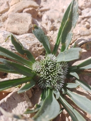 Gymnarrhena micrantha