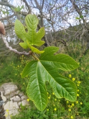 Ficus carica