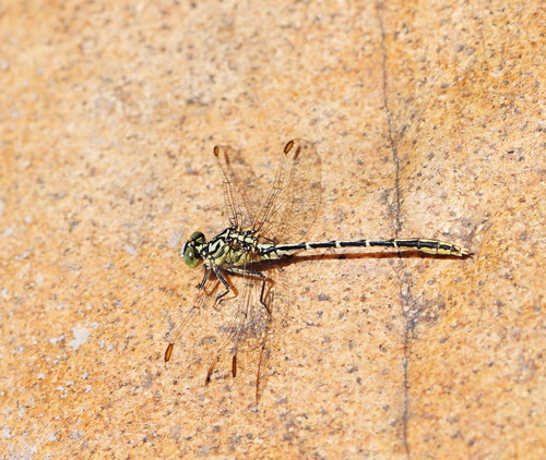 Yellow-striped Hunter