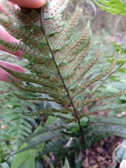 Polystichum luctuosum