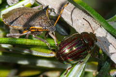 Picromerus nigridens