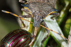 Picromerus nigridens