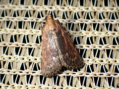 Mimaglossa nauplialis