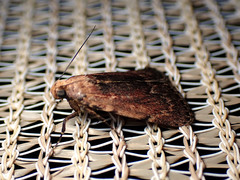 Mimaglossa nauplialis