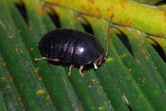 Perisphaerus pygmaeus