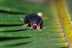 Perisphaerus pygmaeus