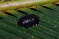 Perisphaerus pygmaeus