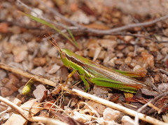 Bermius brachycerus