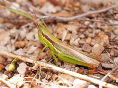 Bermius brachycerus
