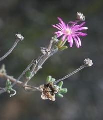 Delosperma pageanum