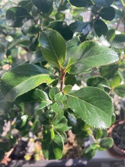 Escalloniales