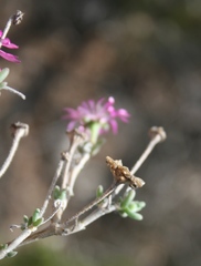 Delosperma pageanum