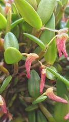 Dendrobium pachyphyllum