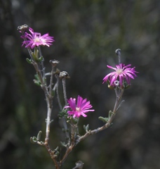 Delosperma pageanum