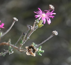 Delosperma pageanum