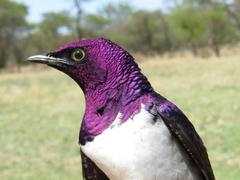 Violet-Backed Starling photo 2