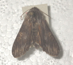 Cucullia xeranthemi