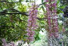Macadamia tetraphylla
