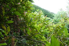 Macadamia tetraphylla