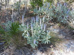 Lupinus cumulicola