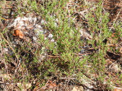 Polygonum dentoceras